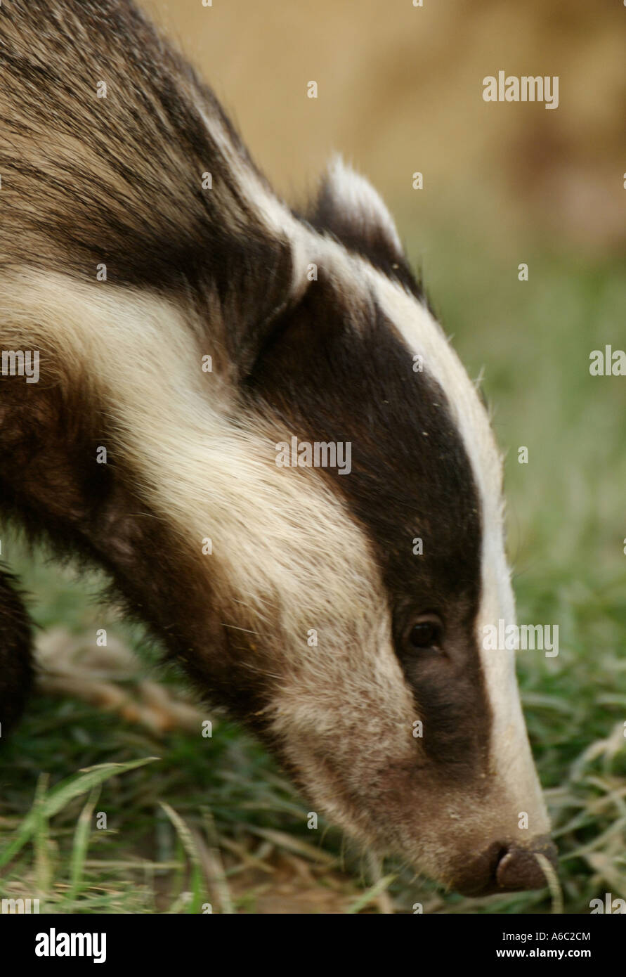 British Centro faunistico Surrey molla Badger rovistando per alimenti Foto Stock