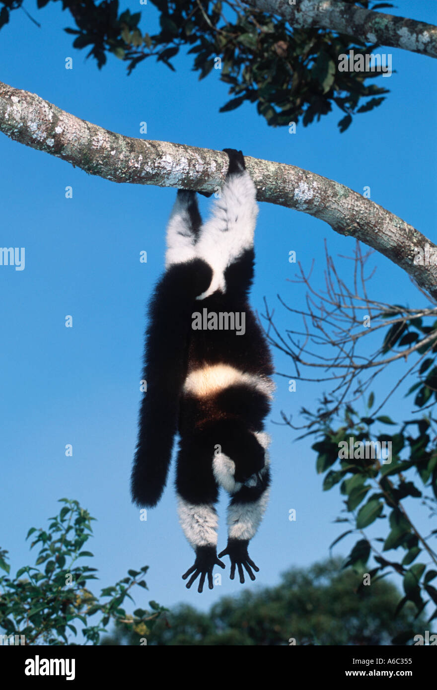 Bianco nero lemure ruffed Varecia variegata variegata in sospensiva di postura di alimentazione del Madagascar Foto Stock