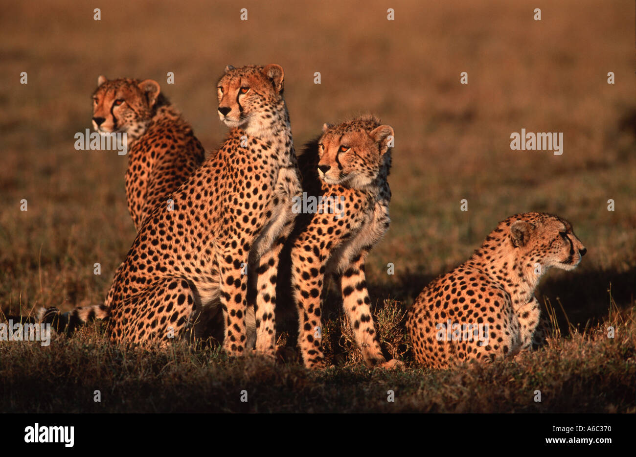 Ghepardo Acinonyx jubatus Madre con quasi pieno cresciuto cubs Masai Mara N R Kenya Africa Medio Oriente Foto Stock
