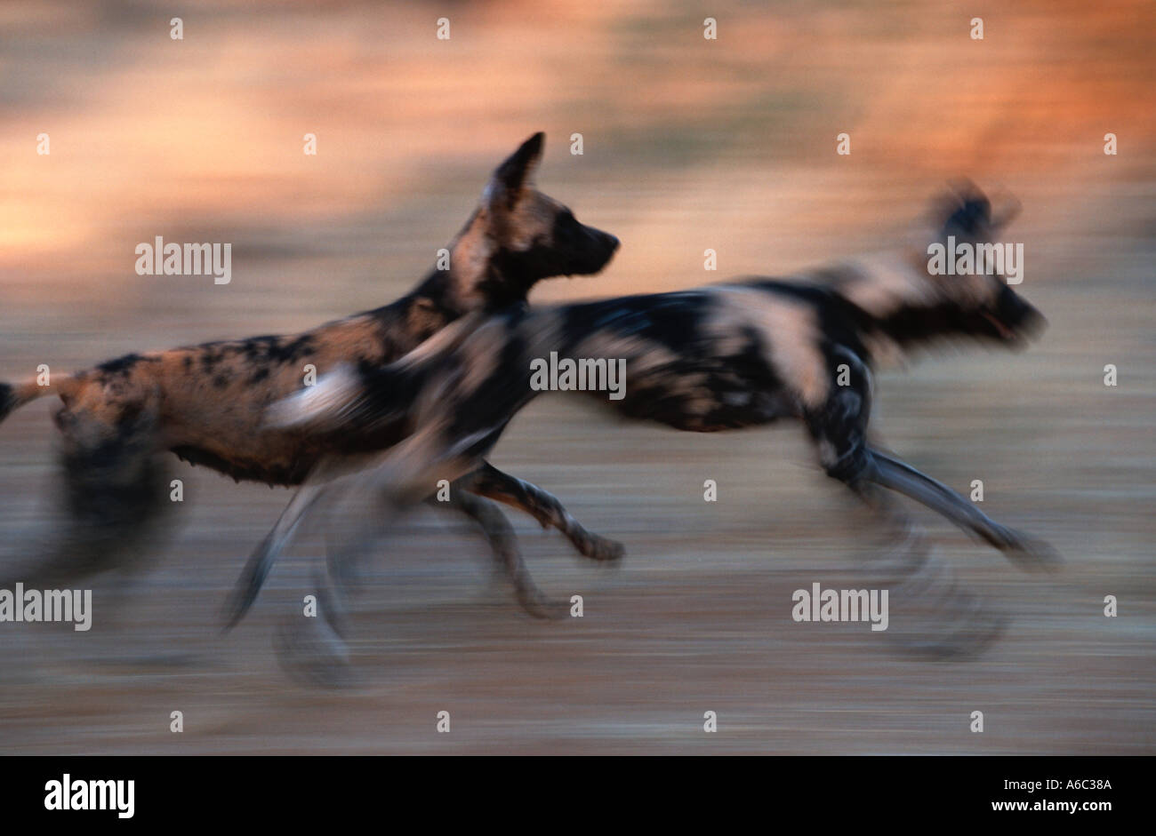 African Wild Dog Lycaon pictus a caccia di prede in via di estinzione Africa Subsahariana Foto Stock