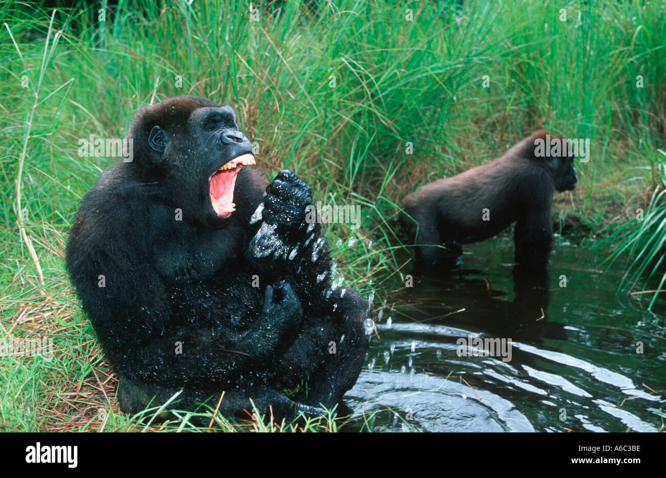 Western pianura gorilla gorilla Gorilla gorilla gorilla orfani reintrodotta nel selvaggio West Africa Centrale in via di estinzione Foto Stock