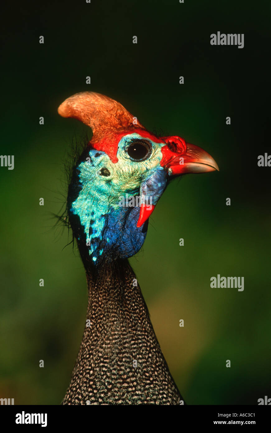 Helmeted Faraone Numida meleagris Africa Subsahariana Foto Stock