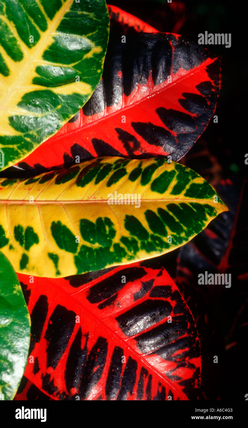 Il brillante e foglie colorate del croton (codiaeum variegatum) Foto Stock