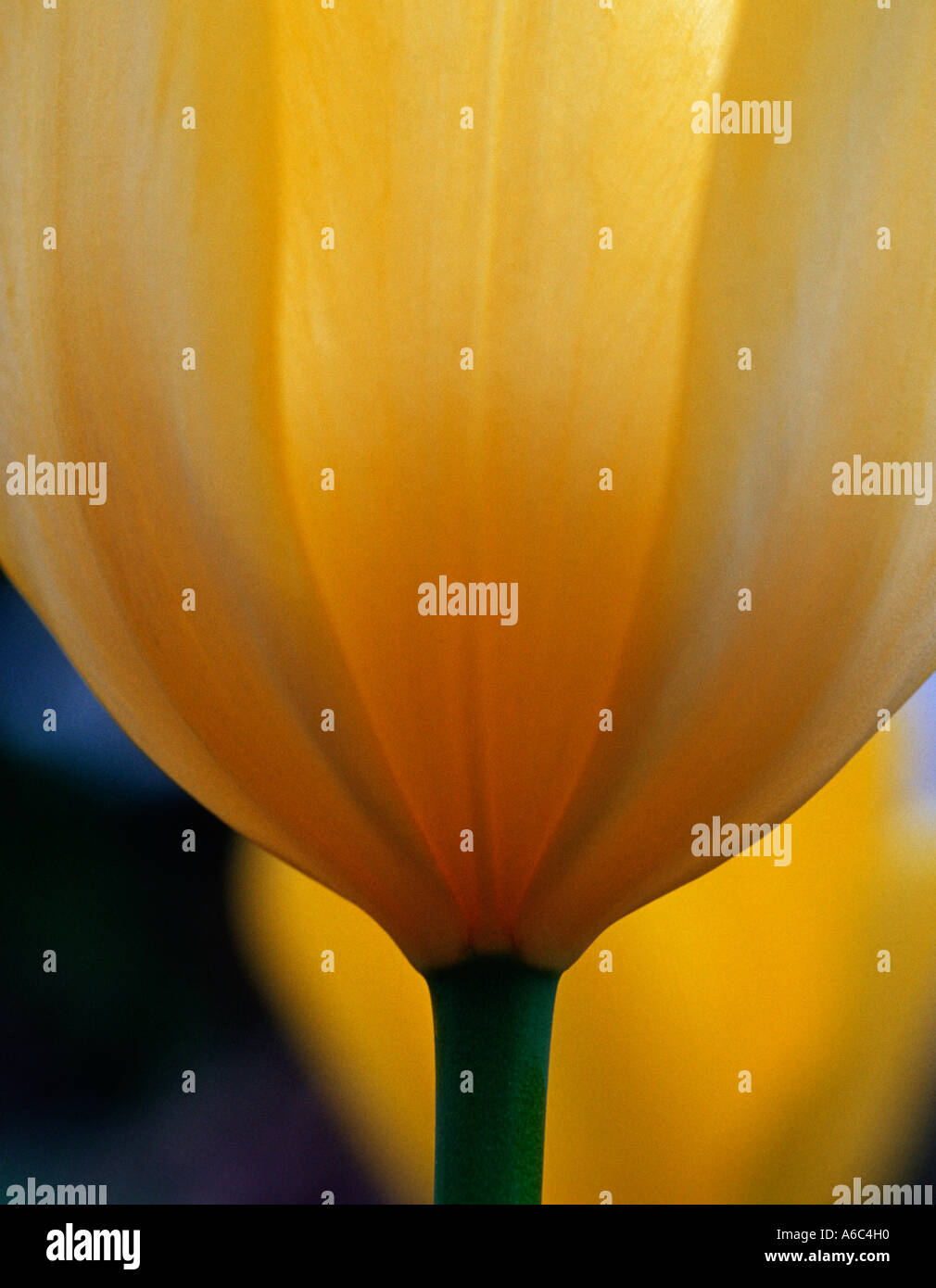 Dettaglio di un tulipano giallo Foto Stock