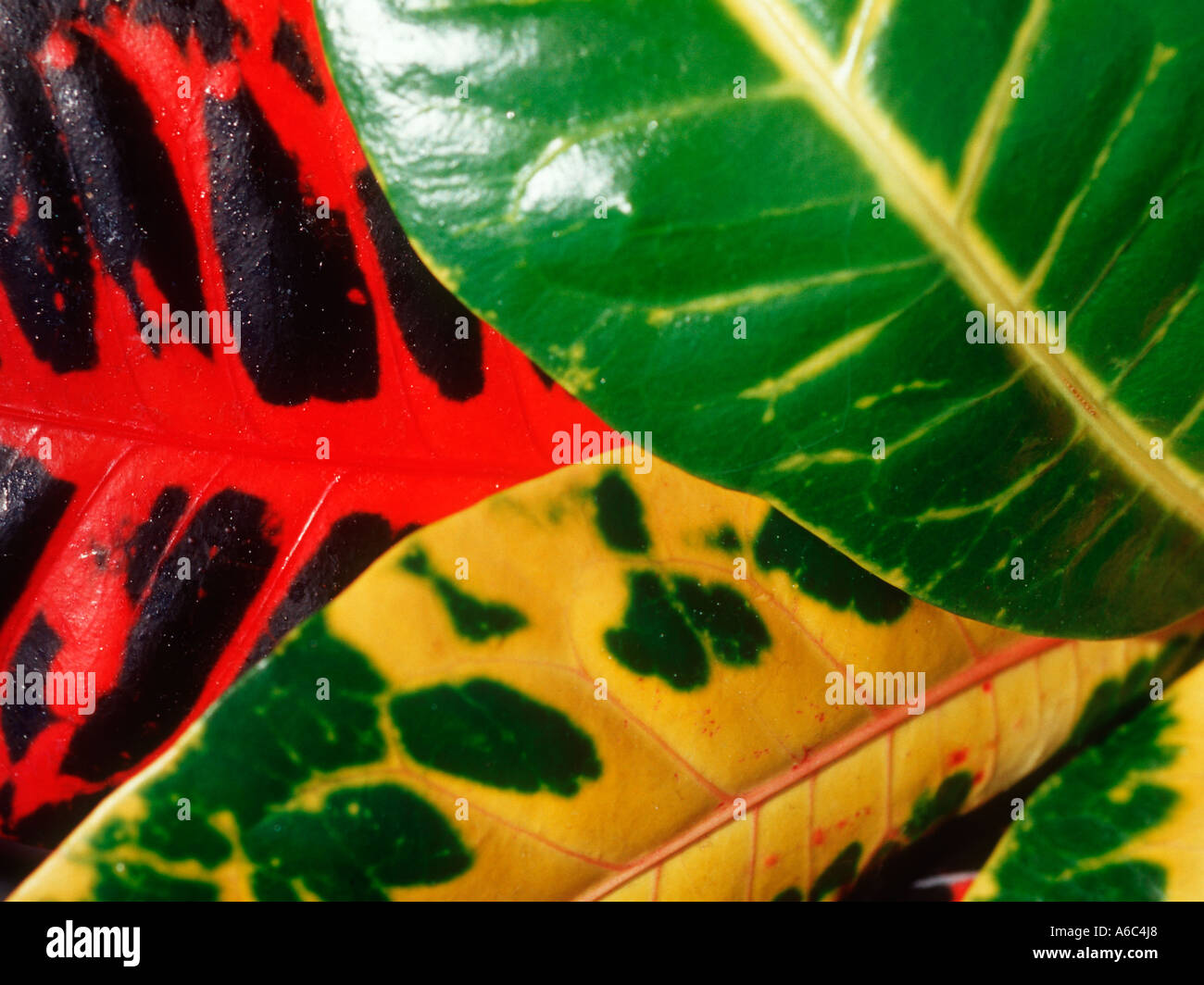 Il brillante e foglie colorate del croton (Codiaeum variegatum) Foto Stock