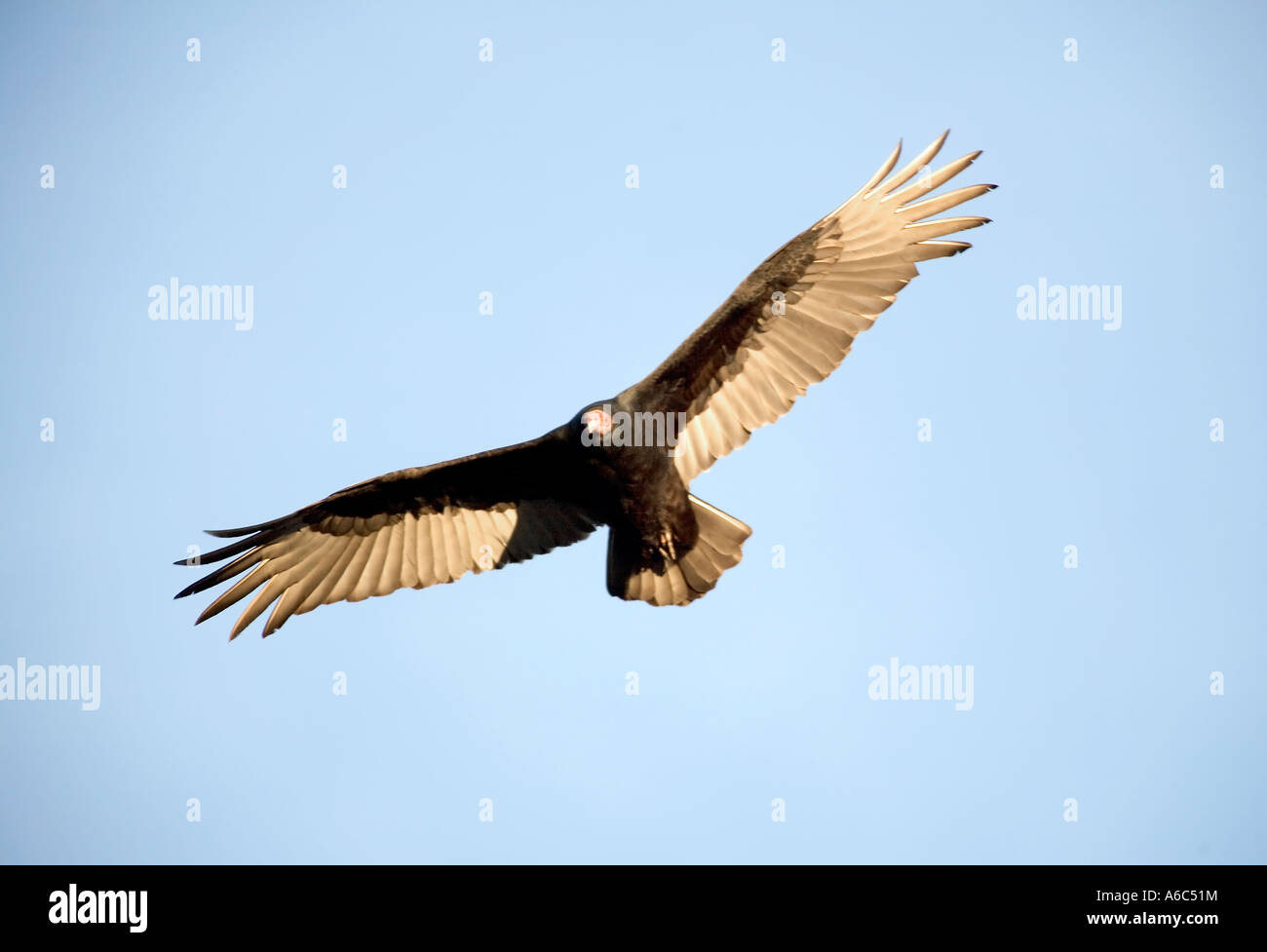 La Turchia vulture Cathartes aura chiamato anche la Turchia poiana common bird degli Stati Uniti Foto Stock