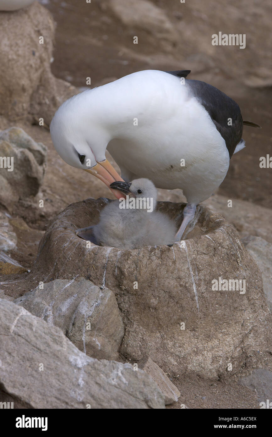 Nero browed albatross Thalassarche melanophrys adulto e ceci su nest nuova isola Isole Falkland Gennaio 2007 Foto Stock