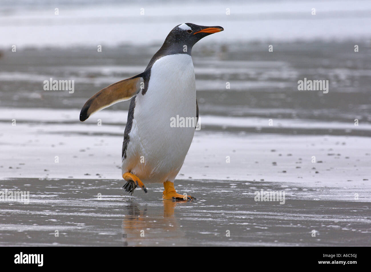 Gentoo penguin Pygoscelis papua adulto sbarcano la carcassa Island Isole Falkland Gennaio 2007 Foto Stock