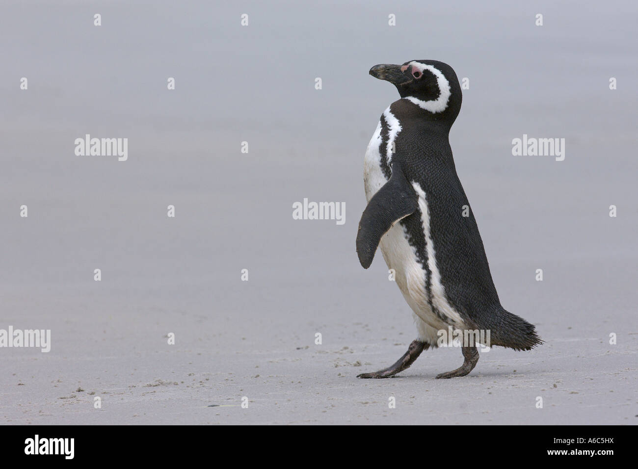 Magellanic penguin Spheniscus magellanicus adulto sulla spiaggia Gypsy Cove Est isola Falkland Gennaio 2007 Foto Stock