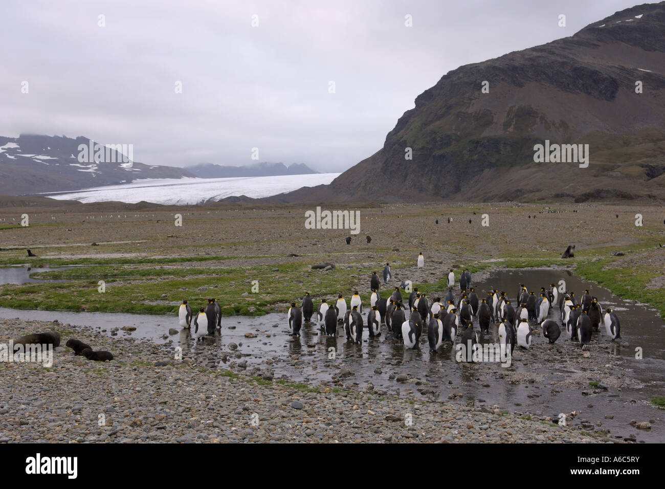 King penguins Aptenodytes patagonicus e Konig glacier Fortuna Bay Georgia del Sud Antartide Gennaio 2007 Foto Stock