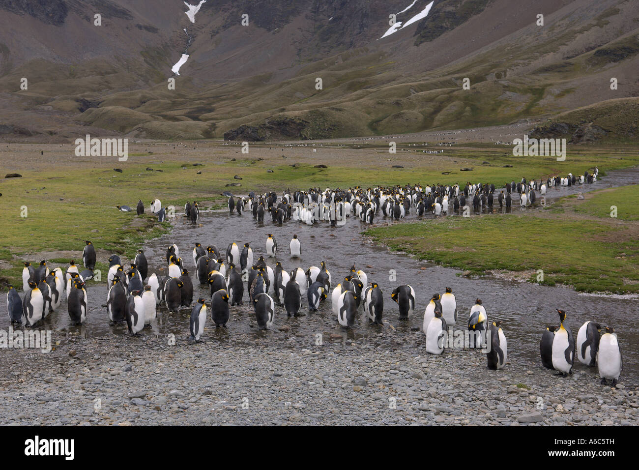 King penguins Aptenodytes patagonicus Fortuna Bay Georgia del Sud Antartide Gennaio 2007 Foto Stock