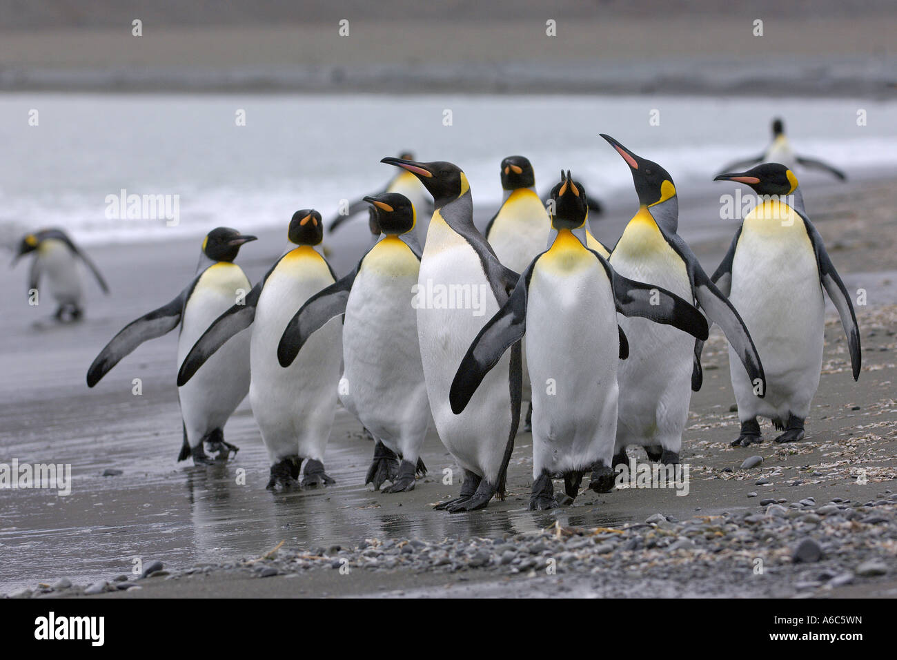 King penguins Aptenodytes patagonicus Fortuna Bay Georgia del Sud Antartide Gennaio 2007 Foto Stock