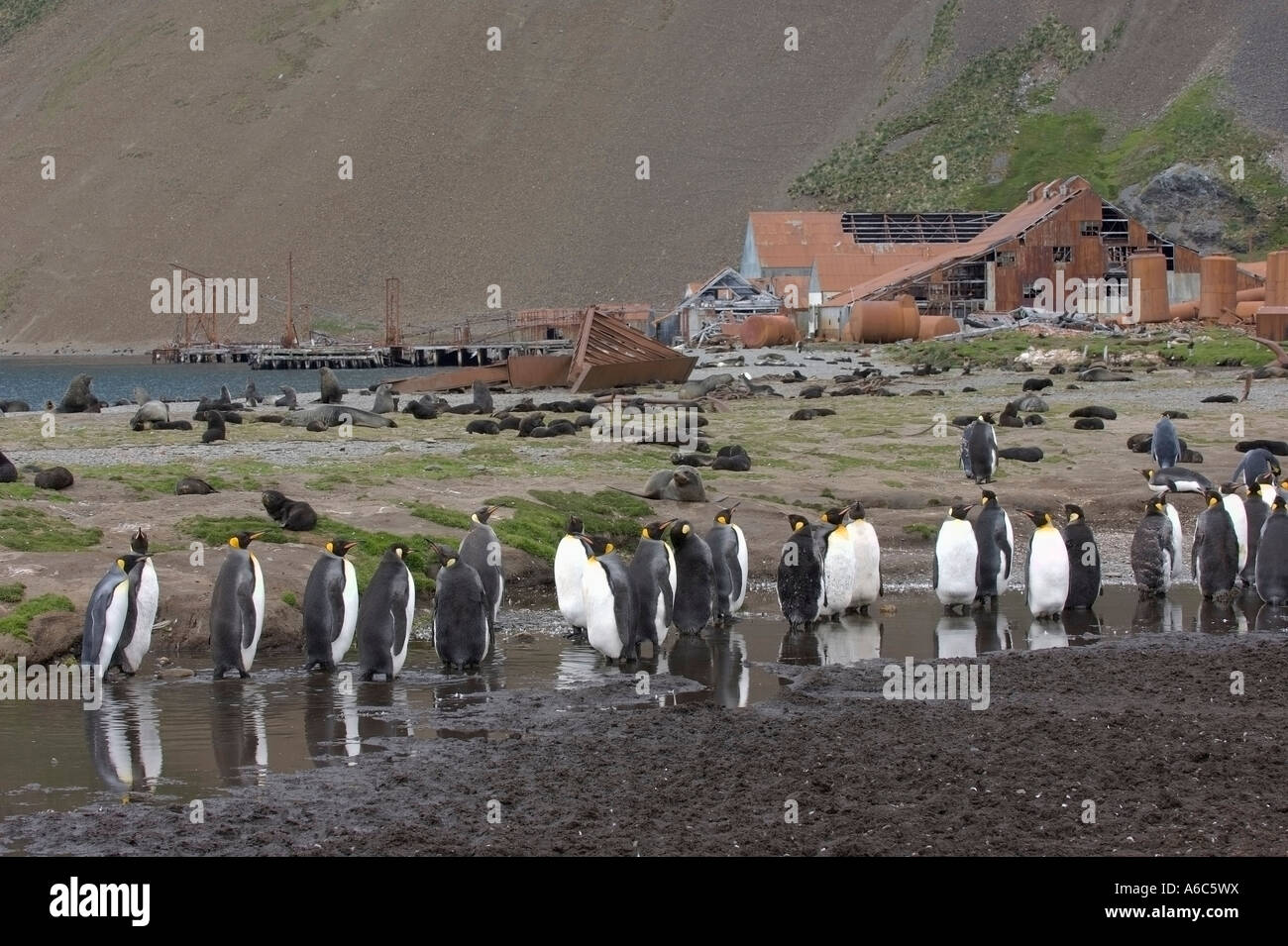 King penguins Aptenodytes patagonicus e Antartico le foche Arctocephalus gazella dalla vecchia stazione baleniera Georgia del Sud Foto Stock