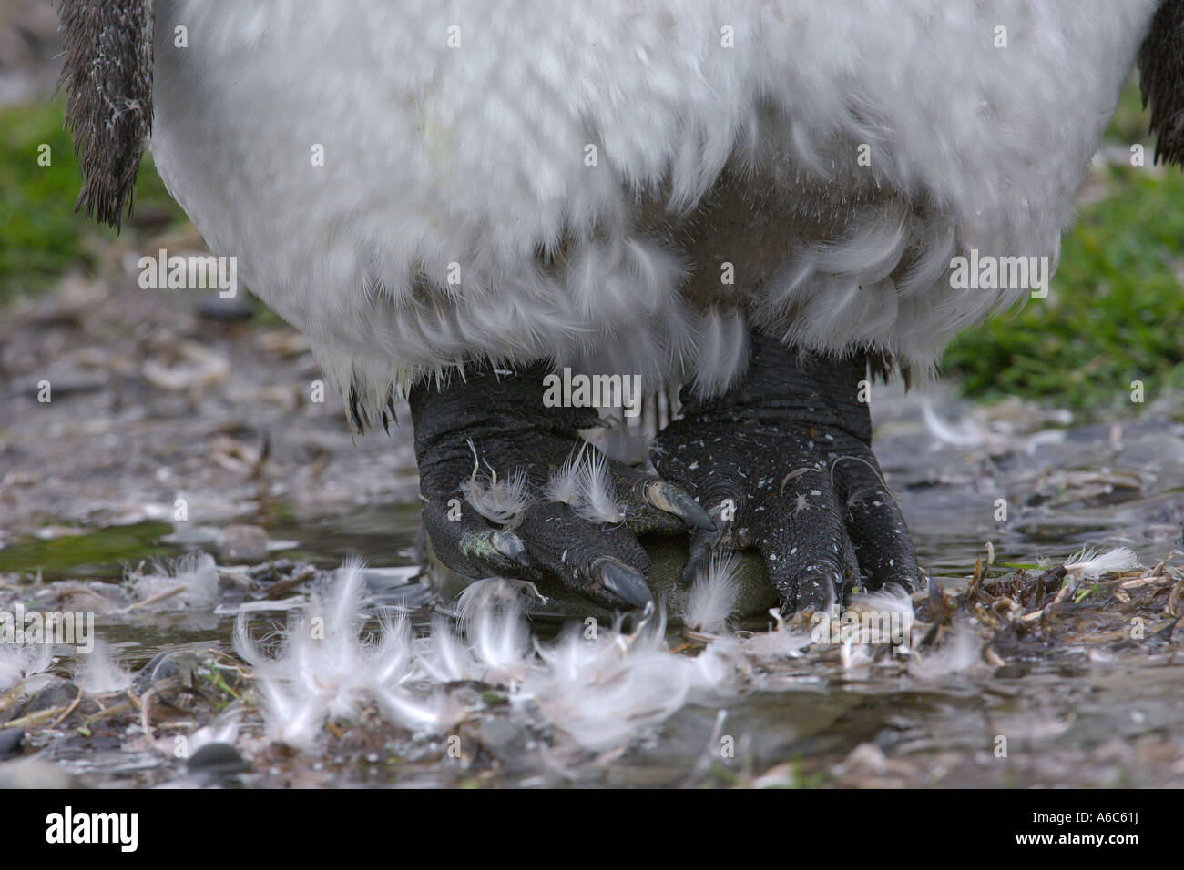 Re penguin Aptenodytes patagonicus moulting Georgia del Sud Antartide Gennaio 2007 Foto Stock