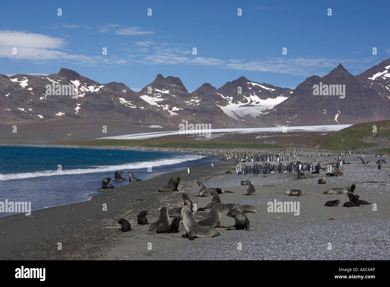 Antartico le foche Arctocephalus gazella e king penguins Aptenodytes patagonicus Salisbury Plain Georgia del Sud Foto Stock