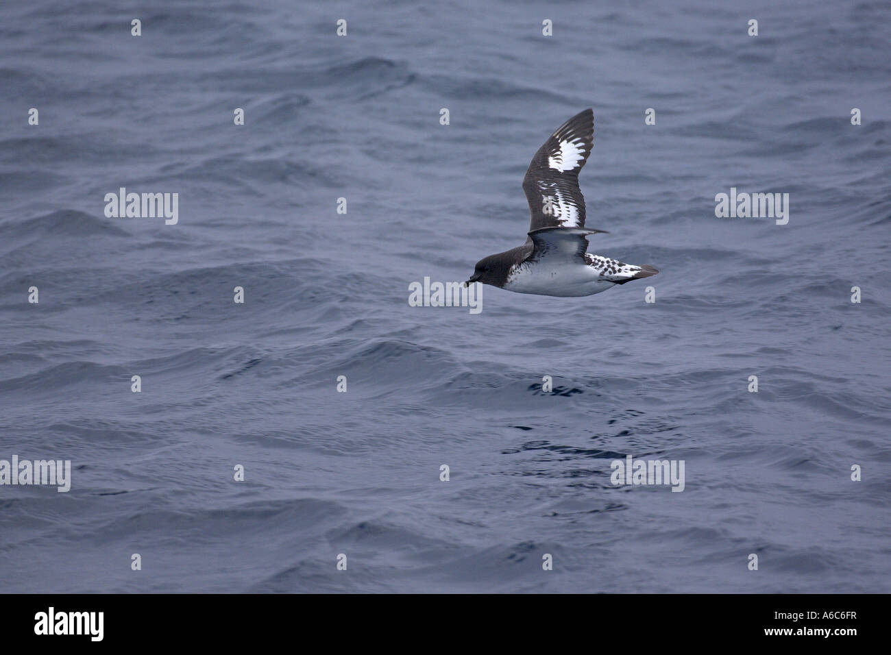 Pintado o Cape petrel Daption capense in volo oceano meridionale vicino a South Orkney Isles Antartide Gennaio 2007 Foto Stock