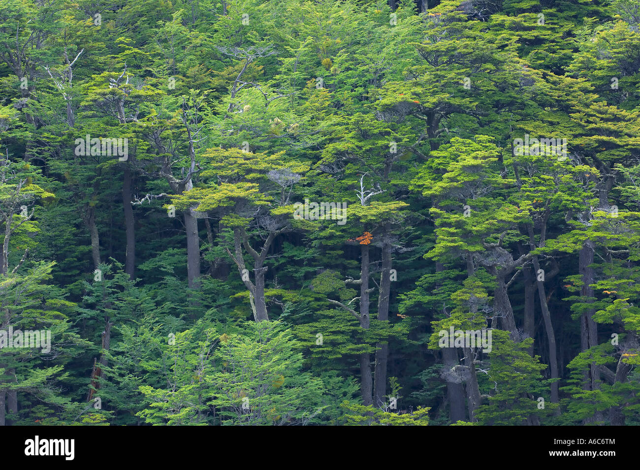 Lenga Nothofagus pumilio alberi in faggio australe foresta pluviale temperata Tierra del Fuego Parco Nazionale Argentina Janu Foto Stock