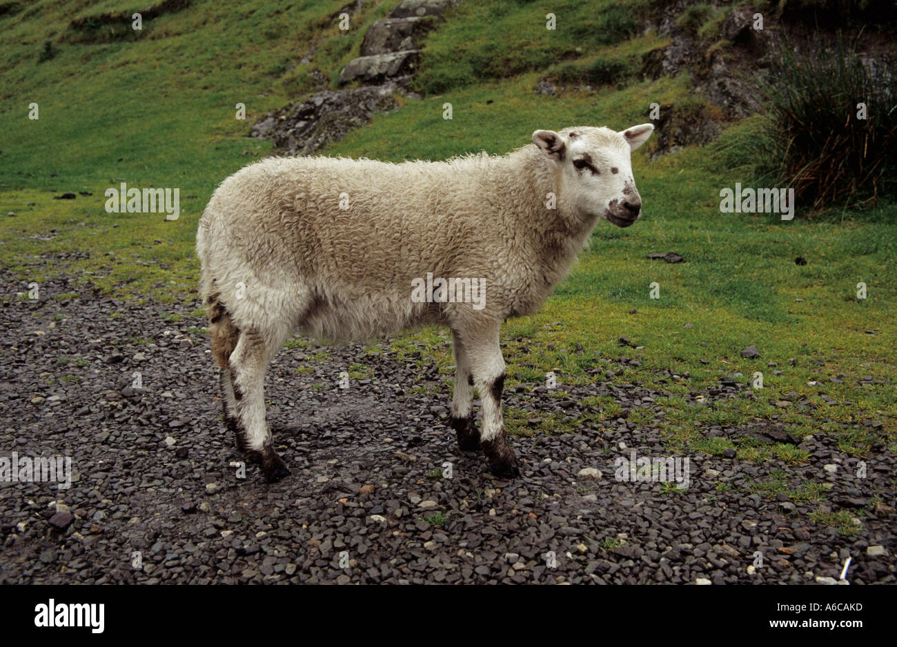 La cardatura MILL VALLEY SHROPSHIRE REGNO UNITO giugno una delle pecore che vagano per questa bella valle Foto Stock