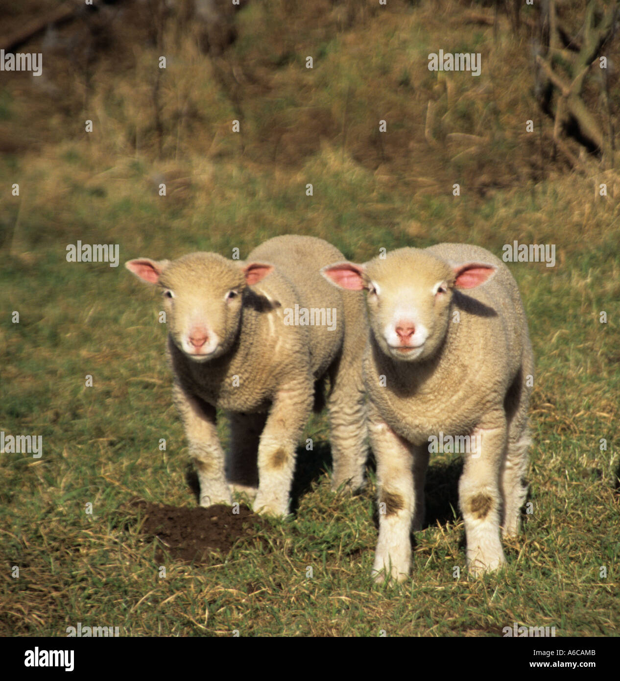NORTH WALES UK Febbraio Dorset Horn e interrogare i giovani agnelli con rosa naso e orecchie Foto Stock
