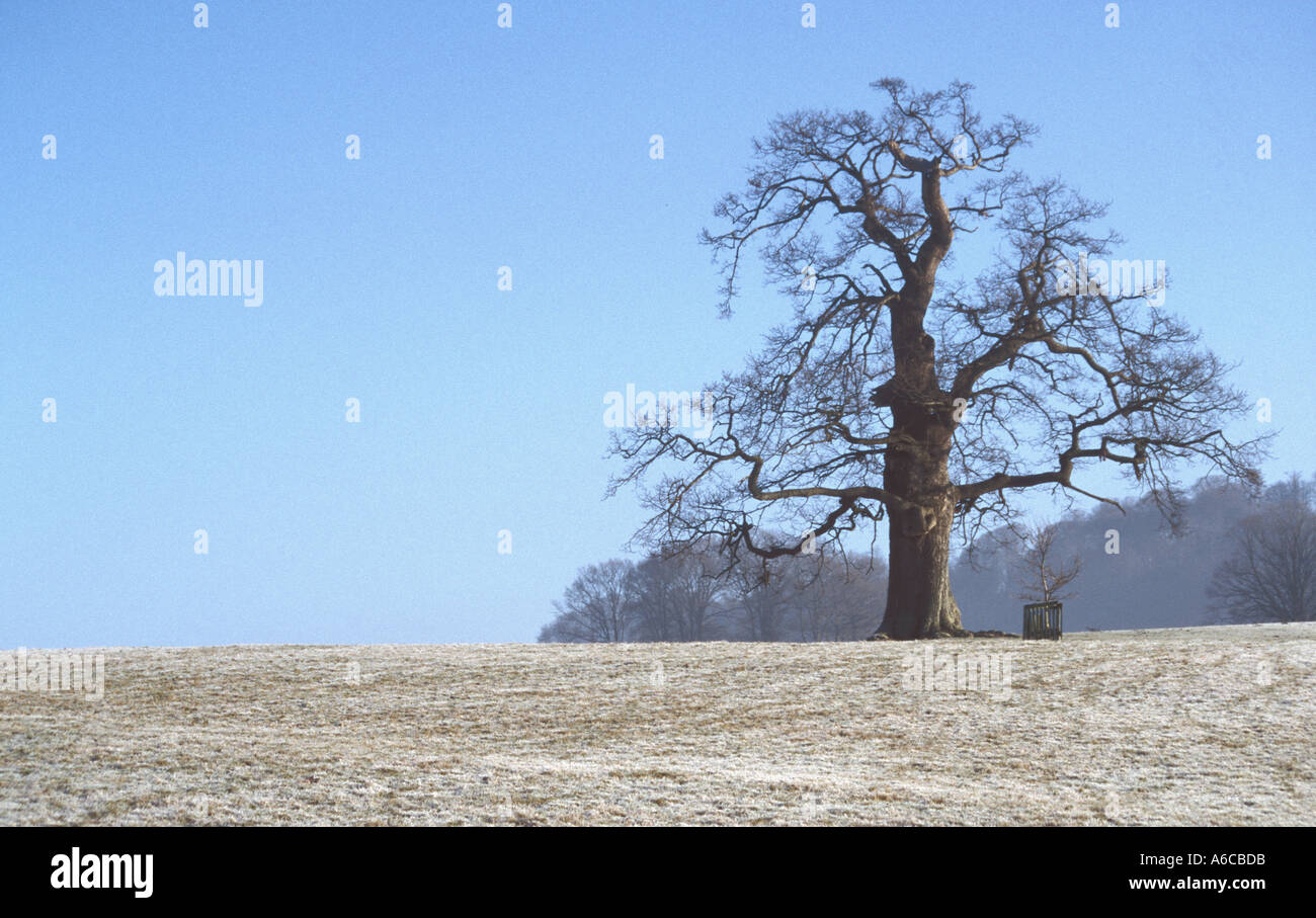 Alberi del Longleat Estate Wiltshire, Inghilterra REGNO UNITO Foto Stock