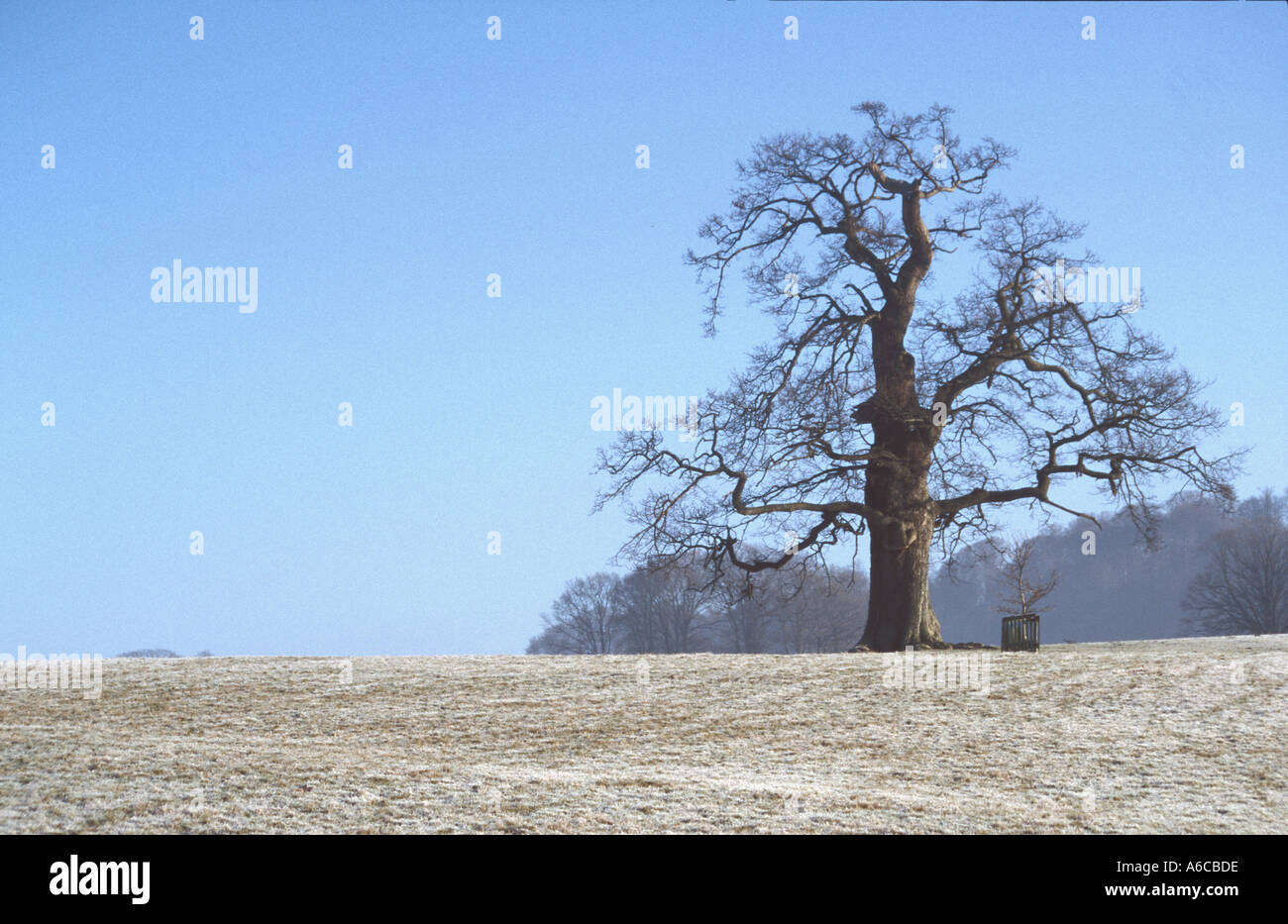 Alberi del Longleat Estate Wiltshire, Inghilterra REGNO UNITO Foto Stock
