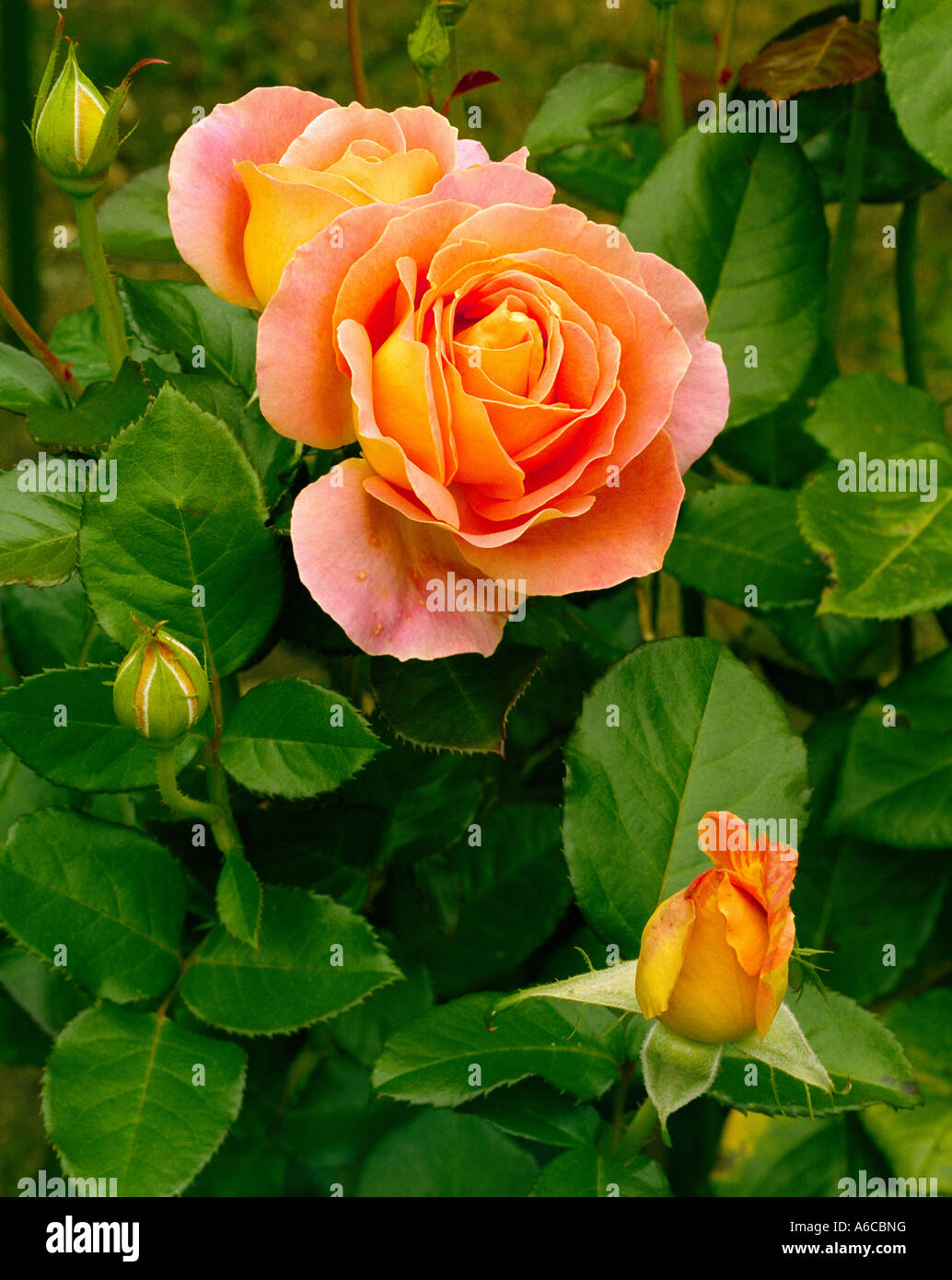 Hybrid tea rose alpine Sunset Foto Stock