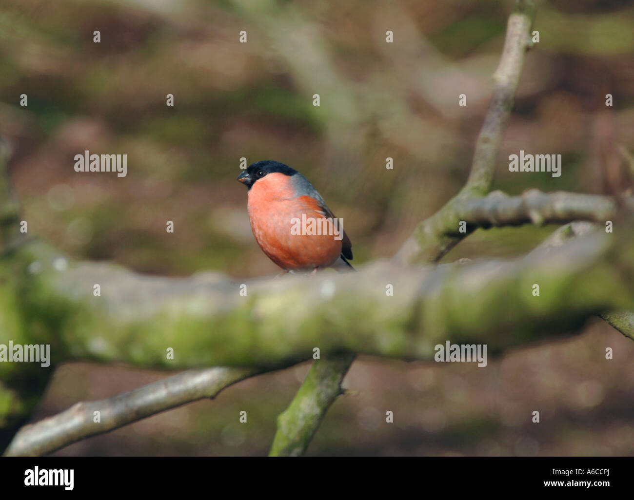 Bullfinch maschio appollaiato su un ramo di albero. (Pyrrhula pyrrhula). Foto Stock