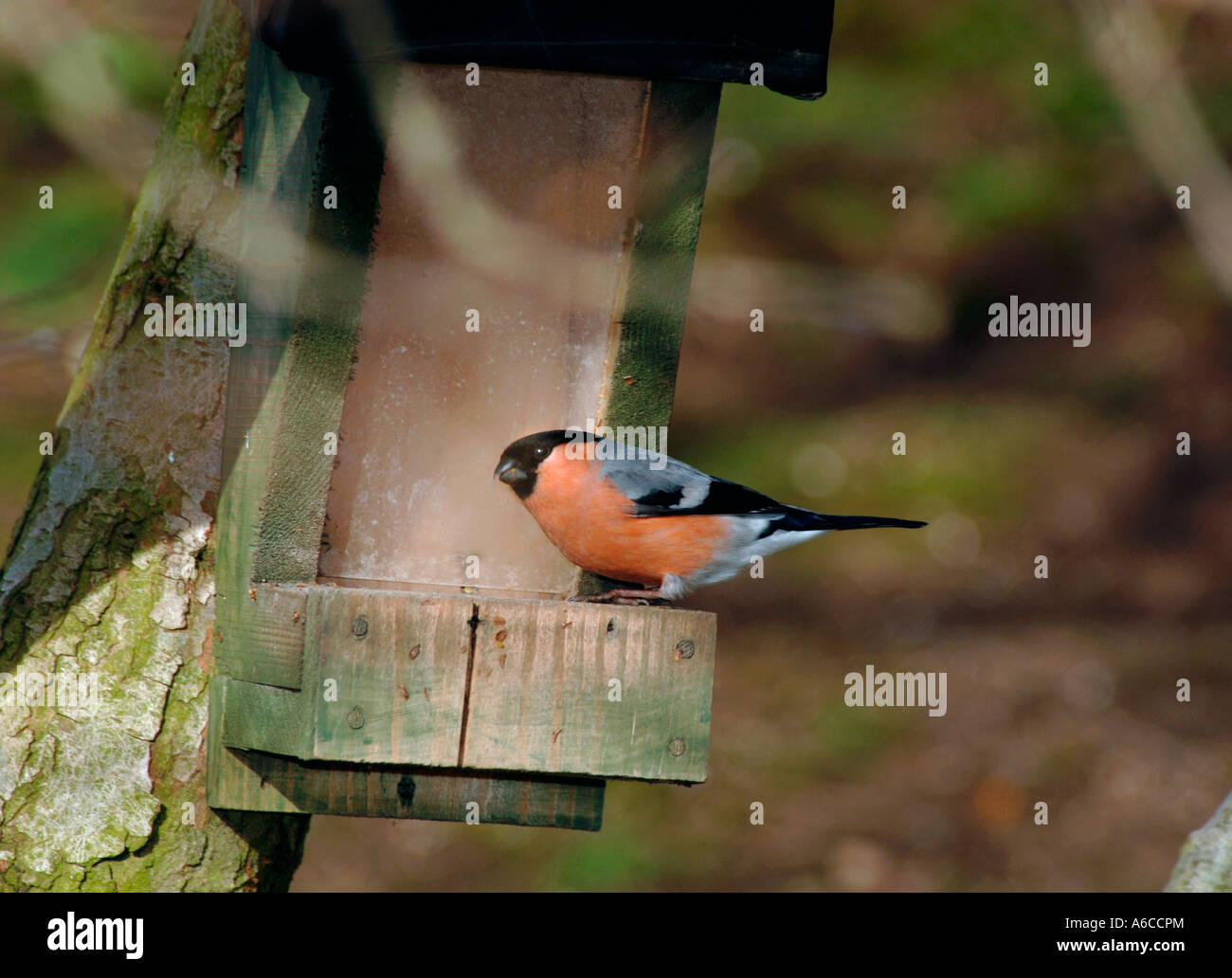 Bullfinch maschio arroccato su un seme alimentatore. (Pyrrhula pyrrhula). Foto Stock