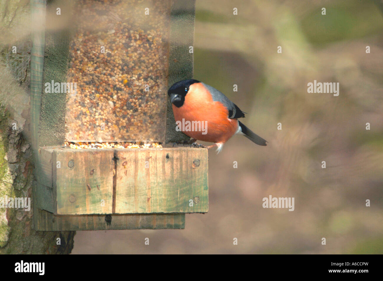 Bullfinch maschio arroccato su un seme alimentatore. (Pyrrhula pyrrhula). Foto Stock