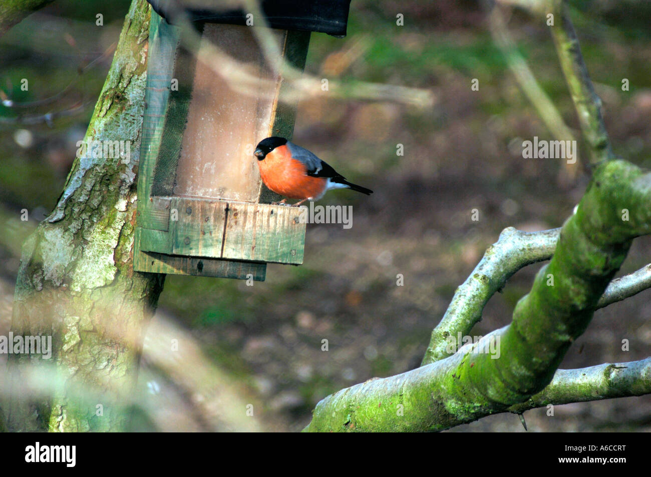 Bullfinch maschio arroccato su un seme alimentatore. (Pyrrhula pyrrhula). Foto Stock