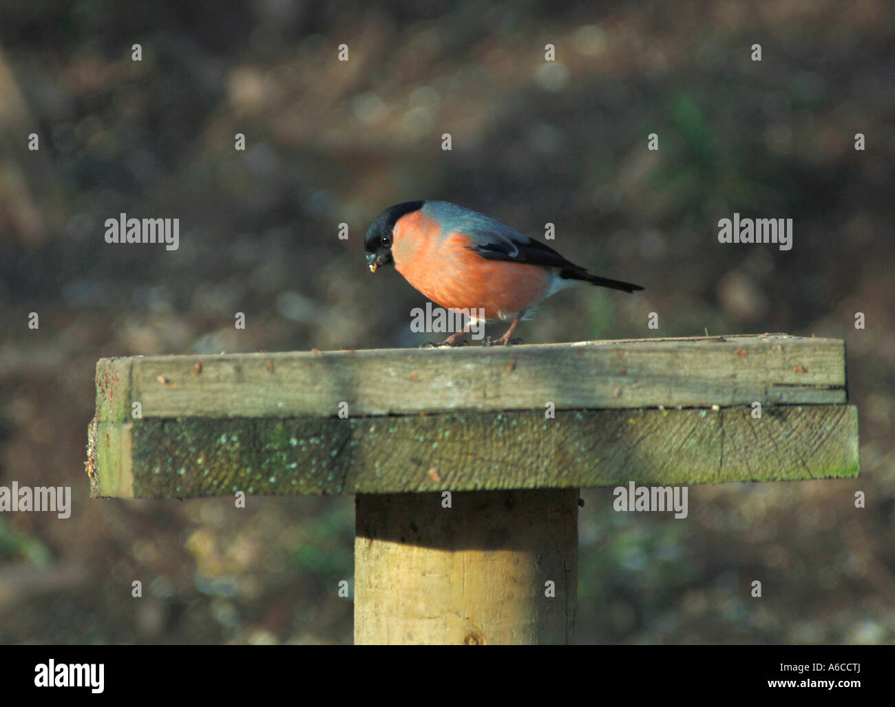 Bullfinch maschio in piedi su una tavola di uccelli. (Pyrrhula pyrrhula). Foto Stock