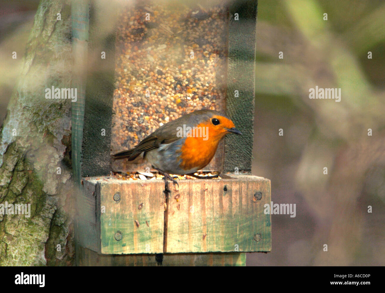 Robin Perced sul bordo di un seme alimentatore.(Erithacus rubecula). Foto Stock