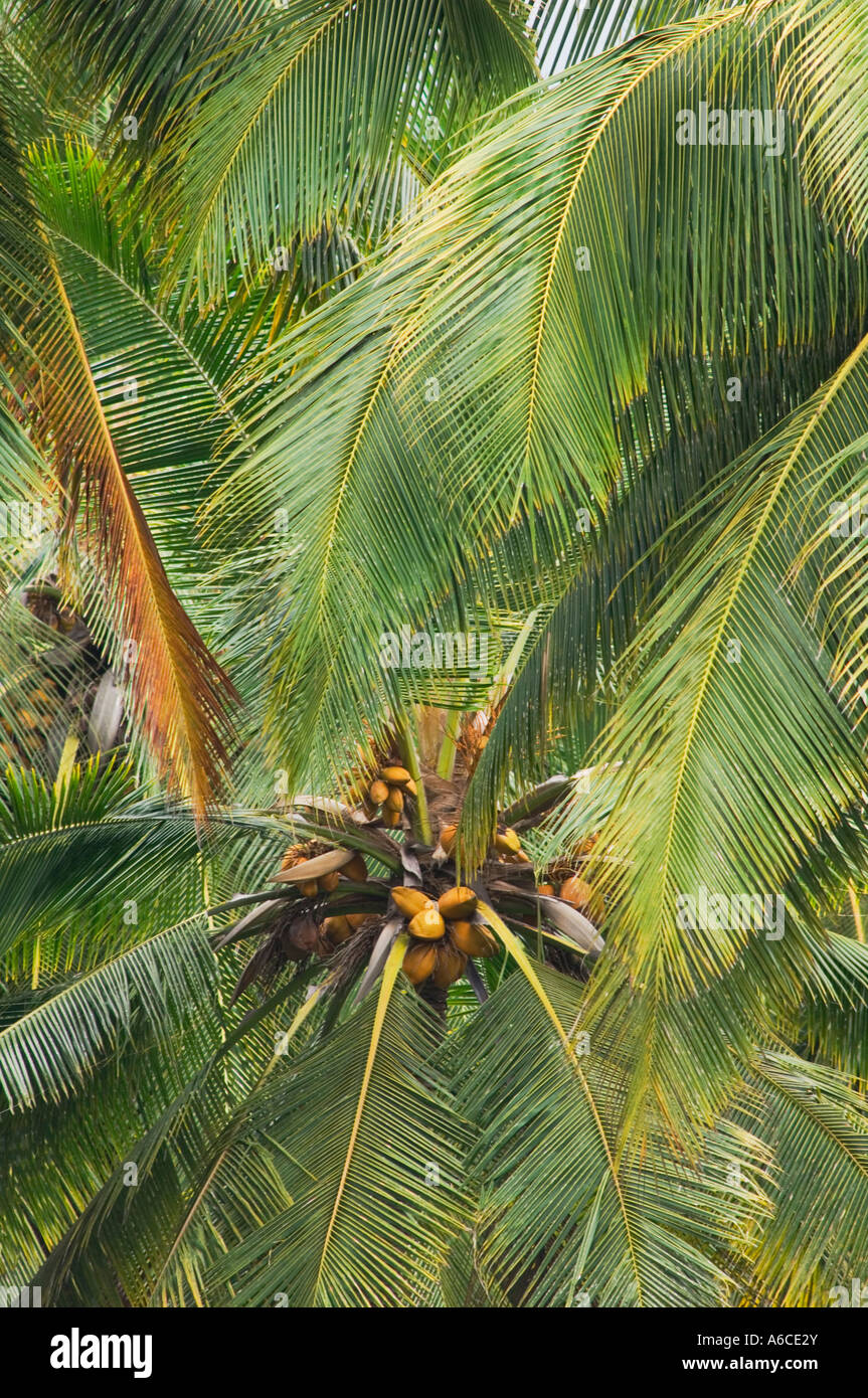 Noci di cocco e fronde su Palm tree Foto Stock