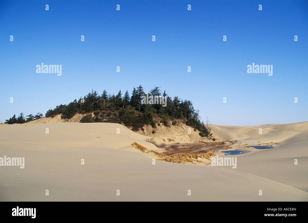 Isola di albero e la pianura di deflazione con stagni in Oregon Dunes National Recreation Area Oregon Coast Foto Stock