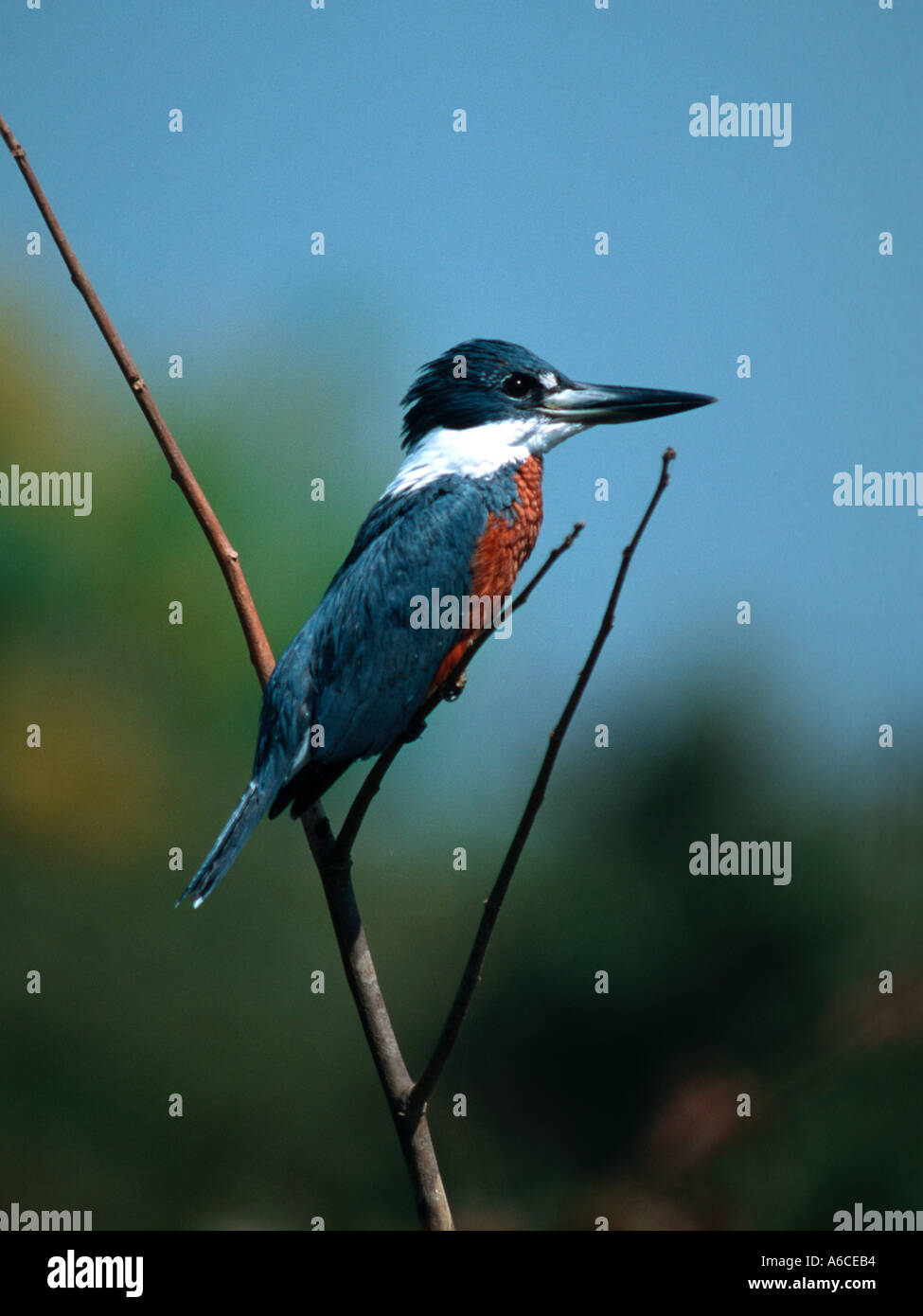 Di inanellare Kingfisher Ceryle torquata Martim pescador grande Pantanal del nord del Brasile Foto Stock