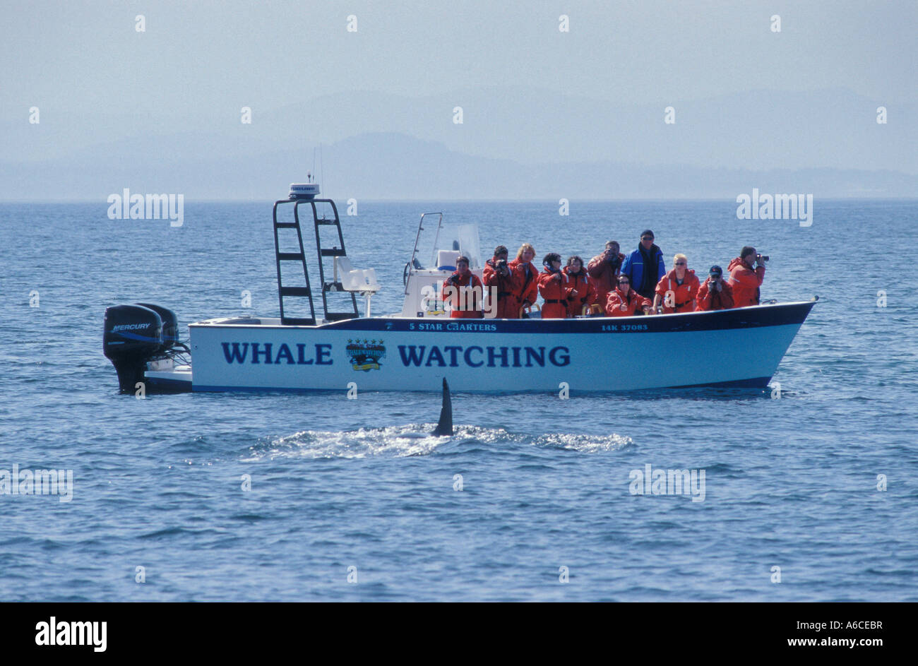 Orca whale watching tour con 5 stelle di charter al largo della costa occidentale di San Juan Island Washington Foto Stock
