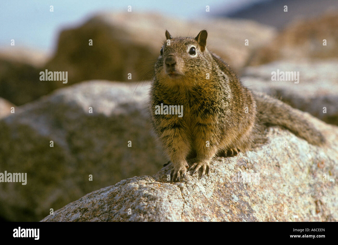 California scoiattolo massa Spermophilus beecheyi Point Lobos State Reserve California Foto Stock