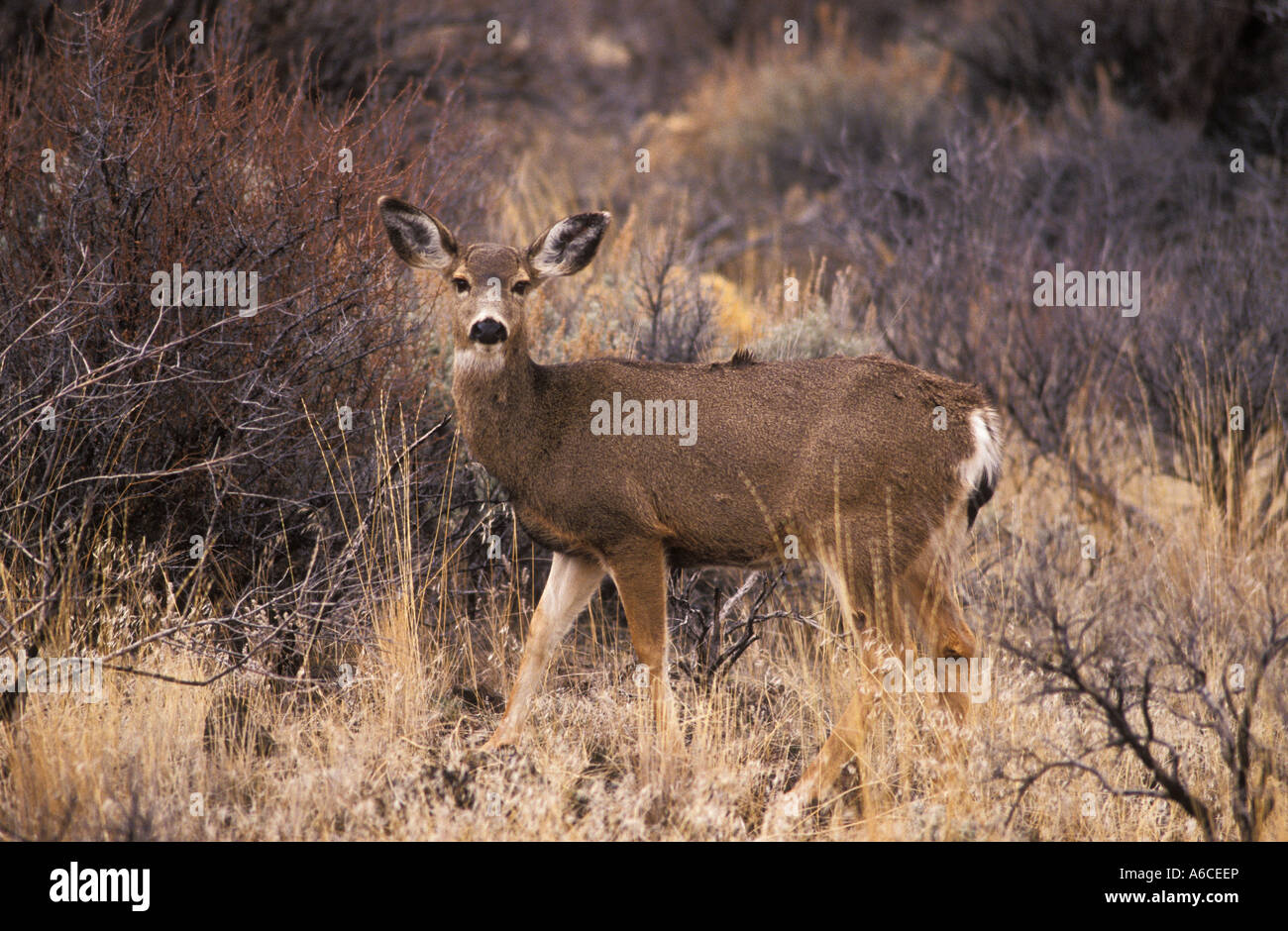Mule Deer Odocoileus hemionus hemionus Foto Stock