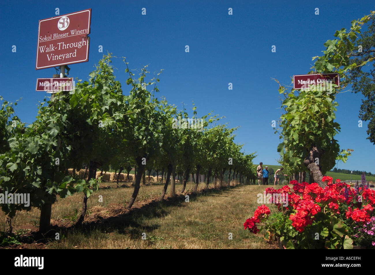 I visitatori nella vigna di dimostrazione a Sokol Blosser Winery Dundee Willamette Valley Foto Stock