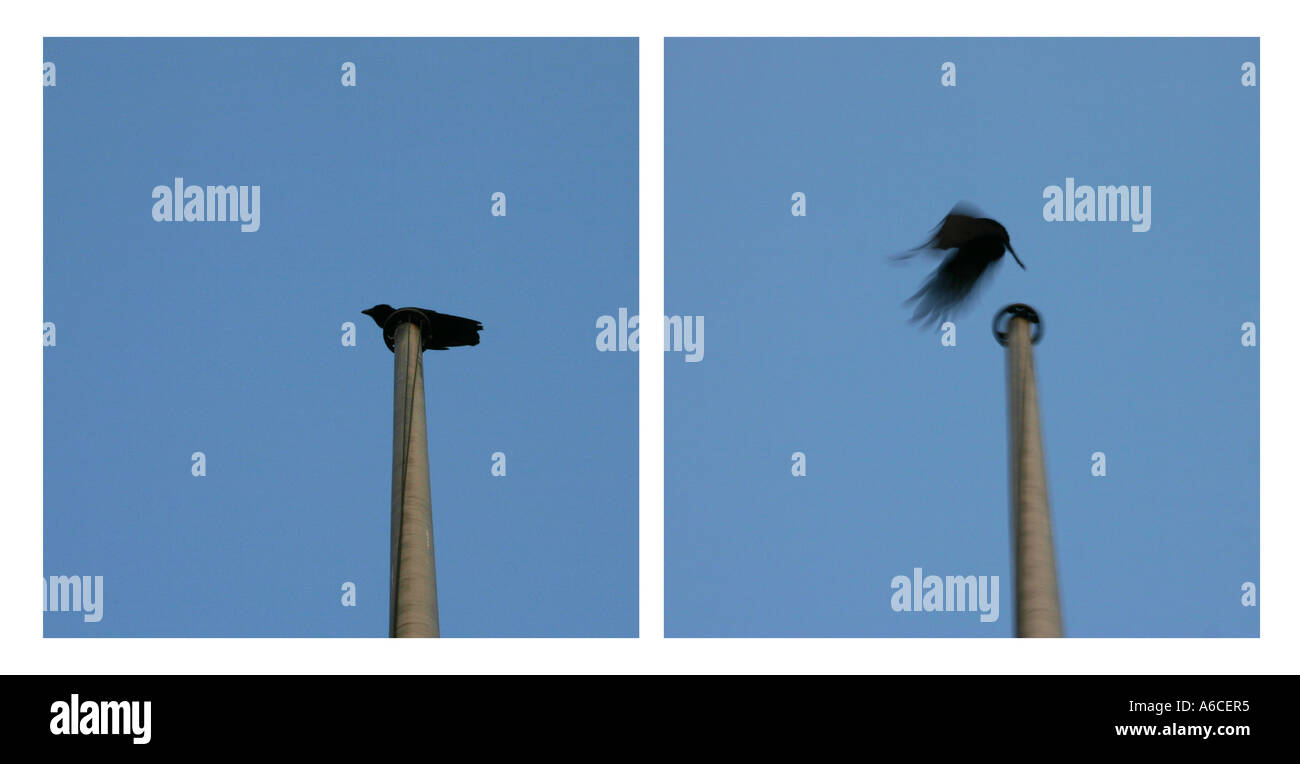 Crow spaventato bandiera pole contro il cielo blu Foto Stock