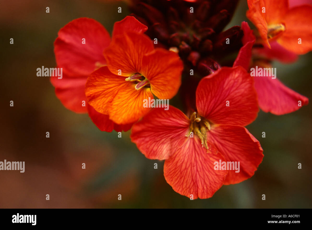 Inglese Violaciocca Cheiranthus cheiri Foto Stock