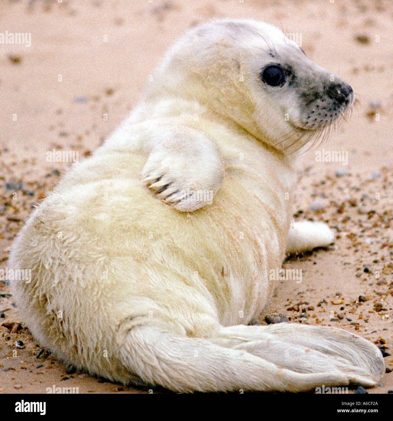 Cucciolo di foca Foto stock - Alamy