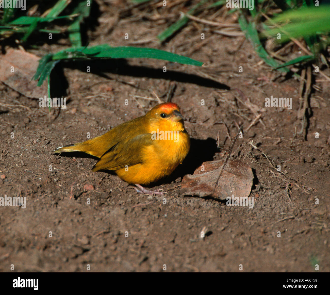 Arancio giallo fiammante finch Sicalis columbiana Canario do campo Canguçu research center Tocantins Brasile Foto Stock