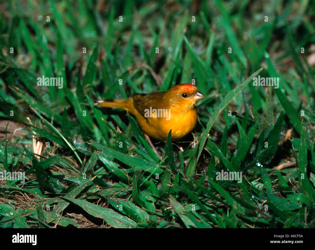 Arancio giallo fiammante finch Sicalis columbiana Canario do campo Canguçu research center Tocantins Brasile Foto Stock