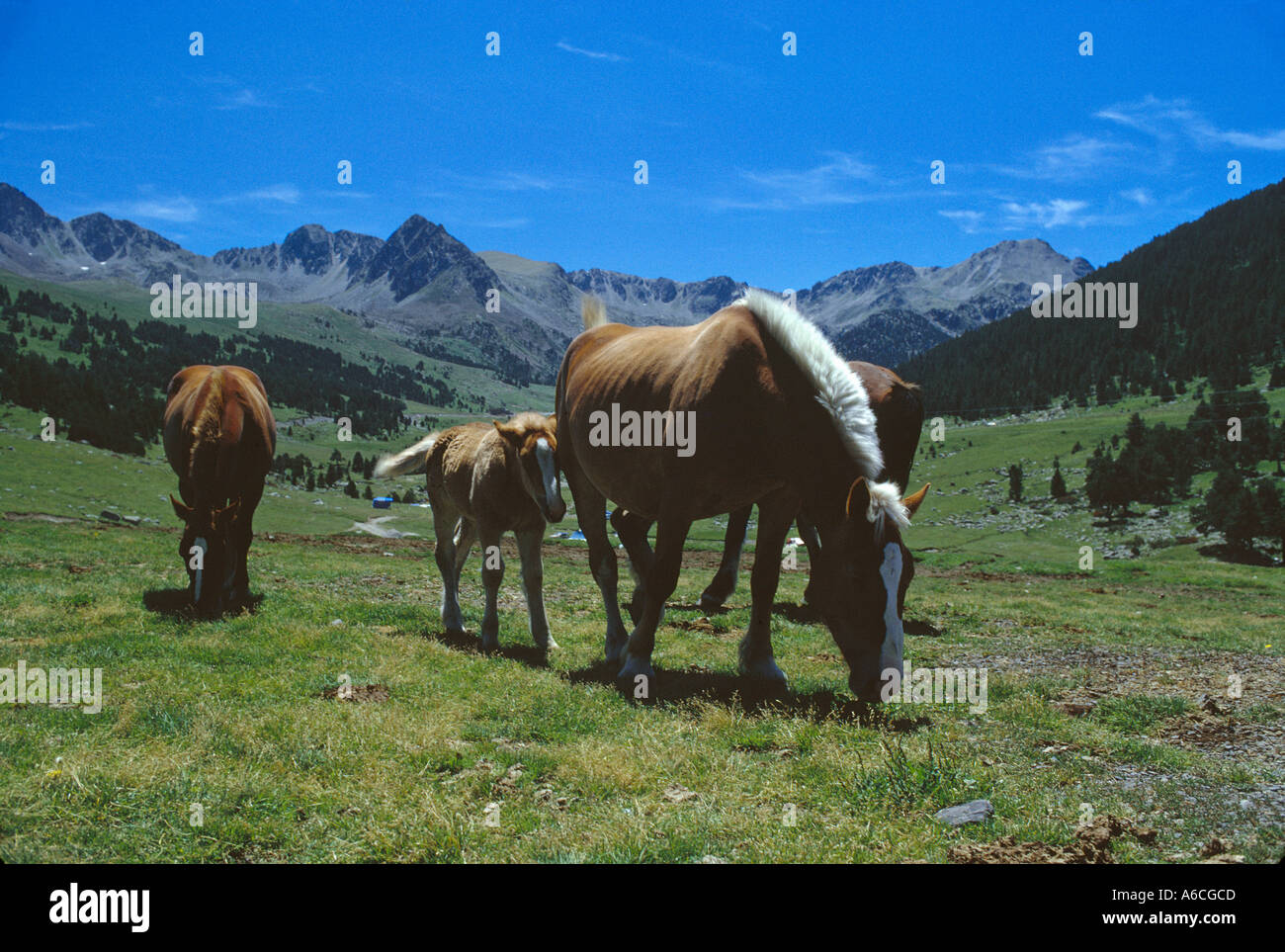 Pascolano cavalli un'alta valle alpina nei Pirenei Andorra Foto Stock