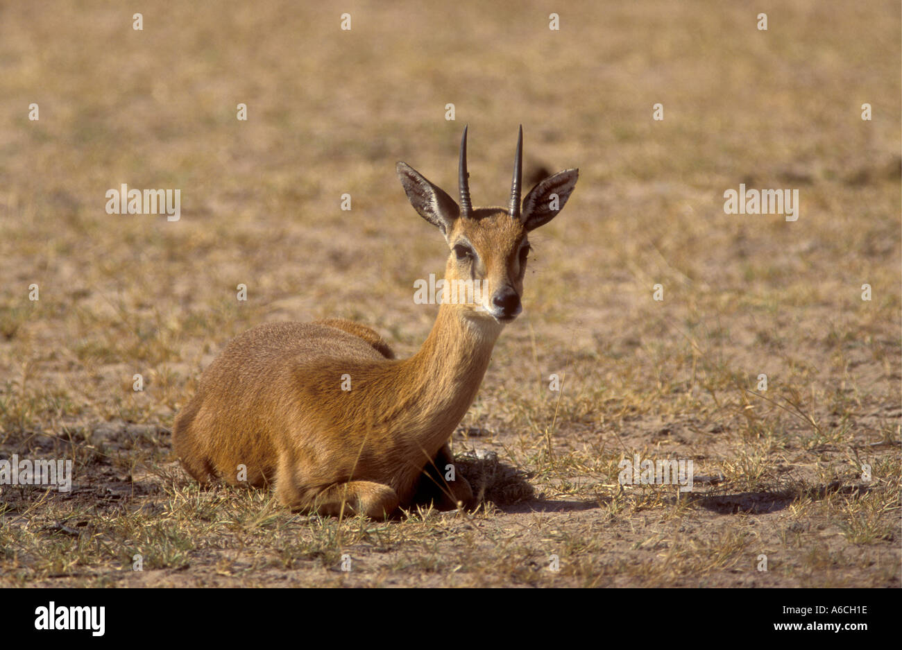 Oribi seduto a masticare il cud in Queen Elizabeth National Park in Uganda Africa orientale Foto Stock