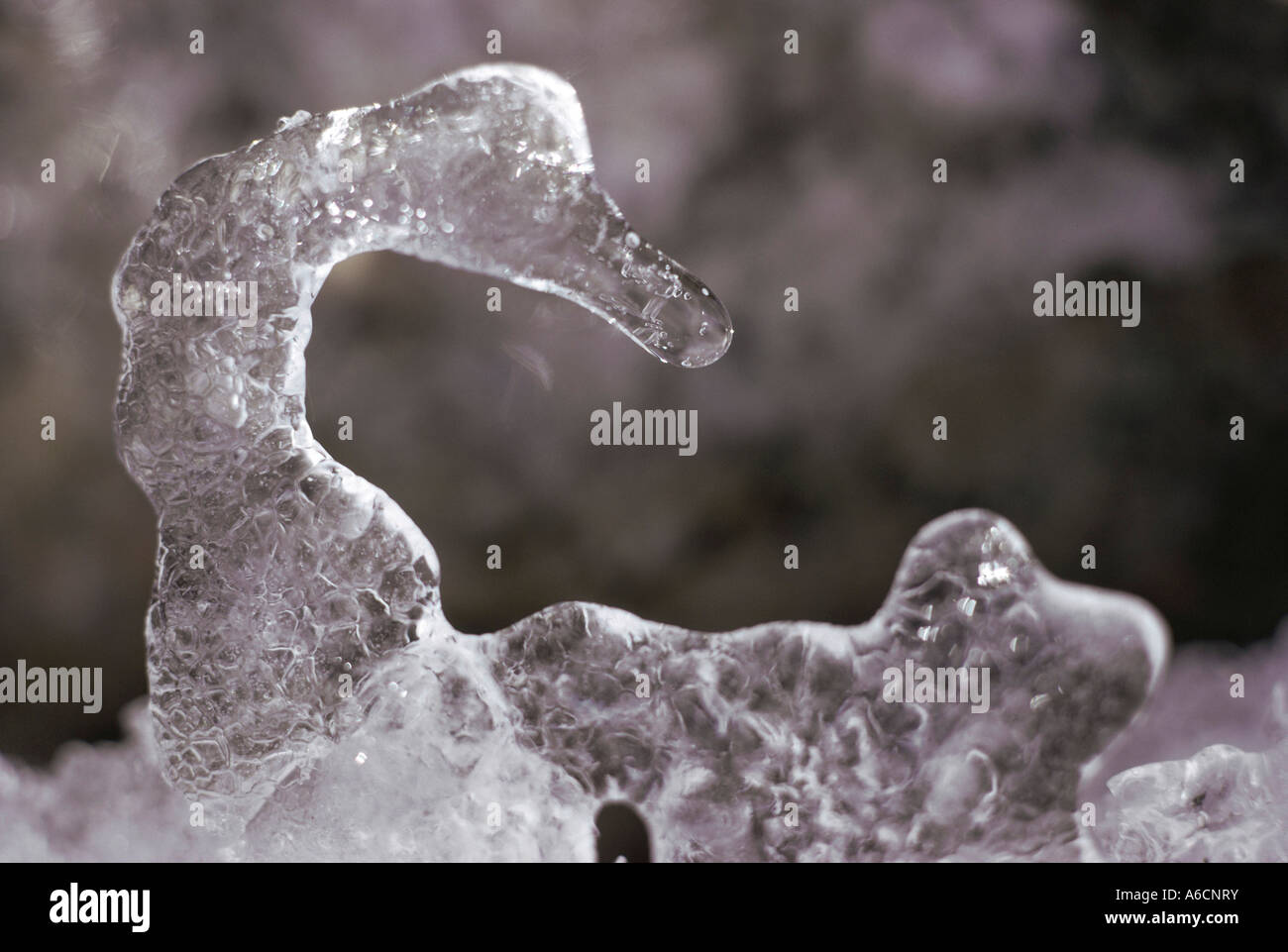 Sculture di ghiaccio di un cigno Foto Stock