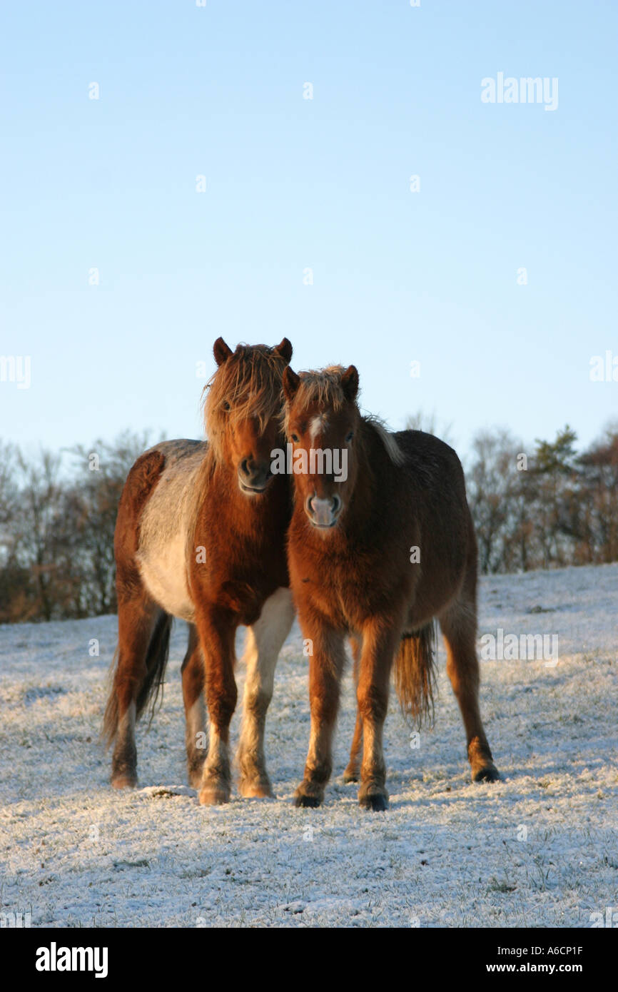 Due Islanda pony nella neve Foto Stock