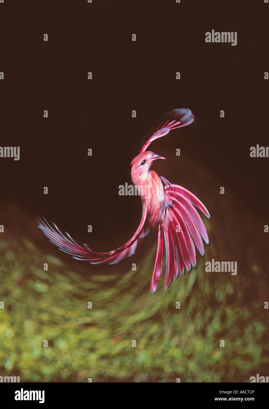 Uccello rosso cardinale Nord immagine digitale Cardinalis cardinalis Foto Stock