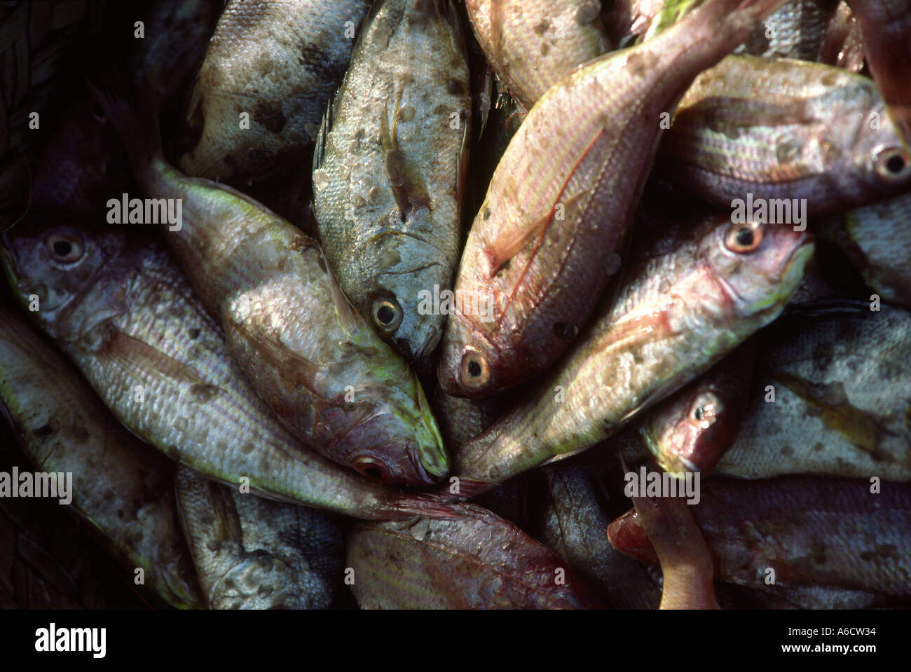 Il Pakistan Sind Karachi porto pesci Pesci in pila Foto stock - Alamy
